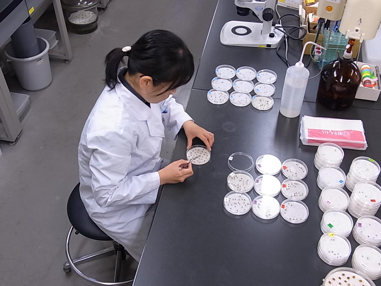 Quality examination by using early germination inspection method